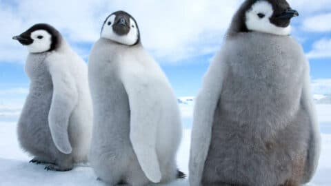 Pinguin Wanderung Spiel