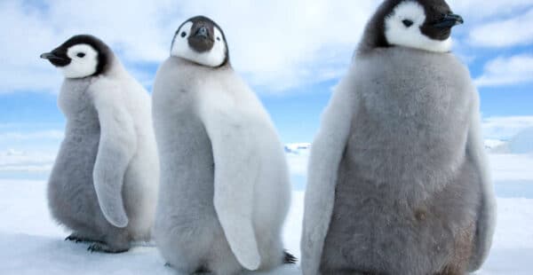 Pinguin Wanderung Spiel